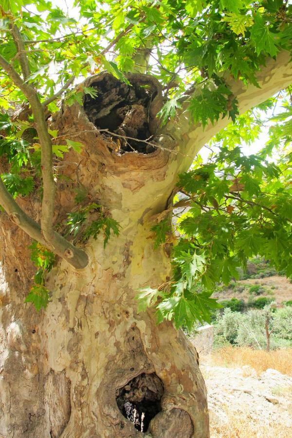 Petrakis Cretan Homes Kíssamos Exteriér fotografie