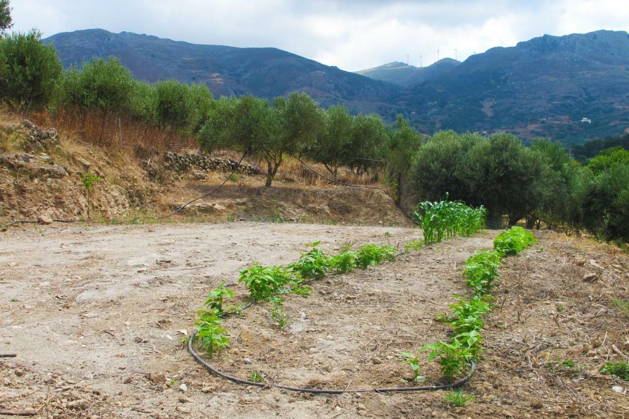 Petrakis Cretan Homes Kíssamos Exteriér fotografie