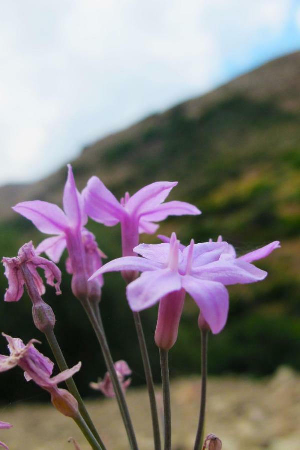 Petrakis Cretan Homes Kíssamos Exteriér fotografie